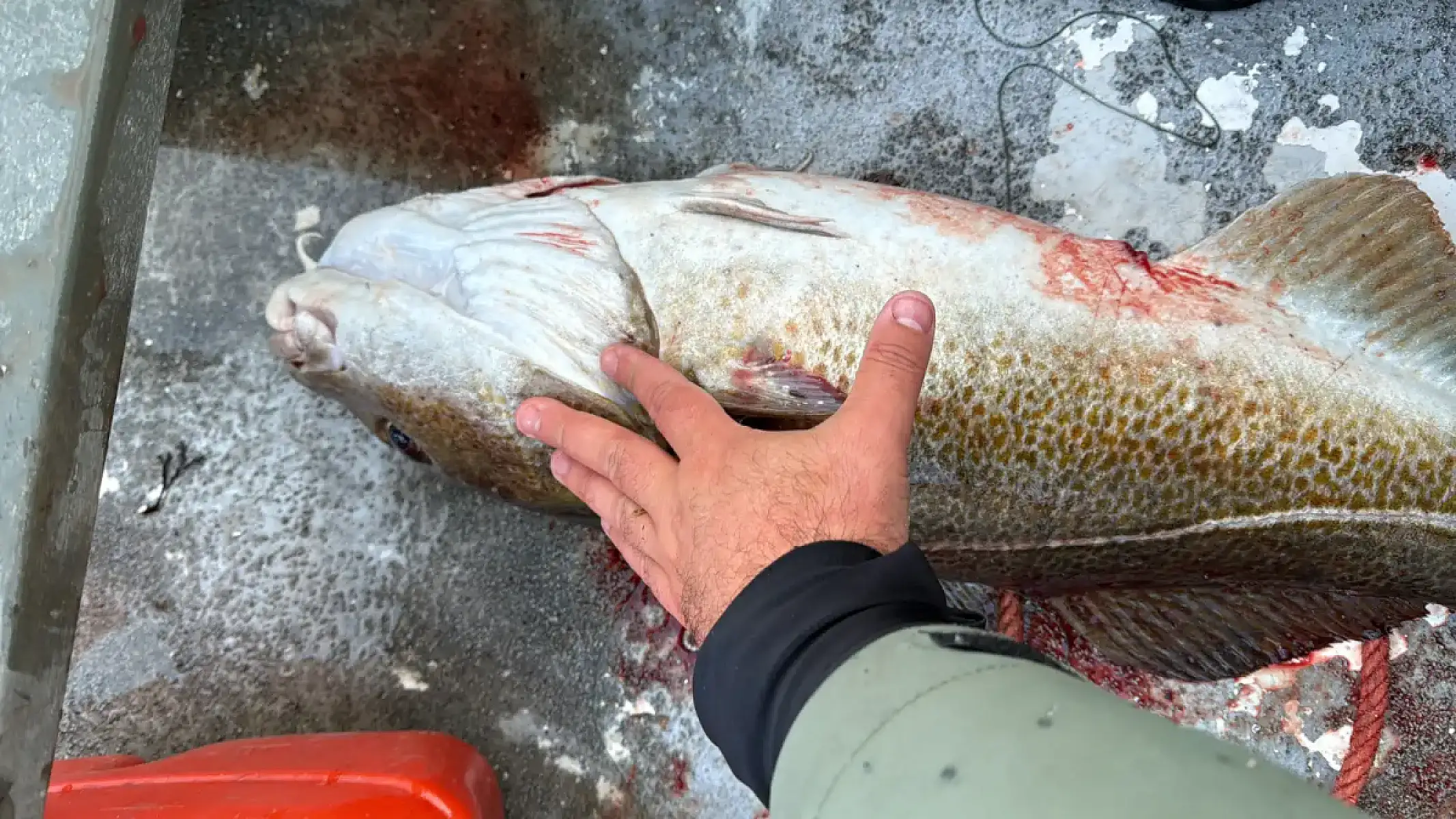 Fishing Adventure with Local Guide