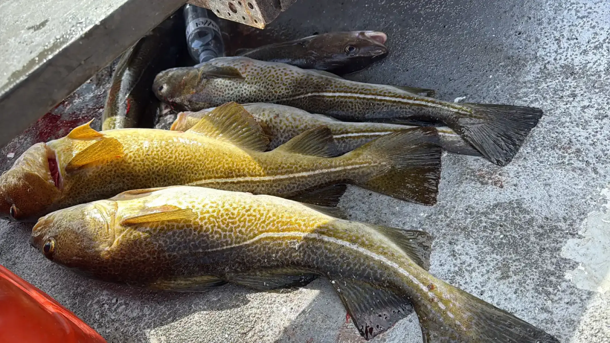 Fishing Adventure with Local Guide