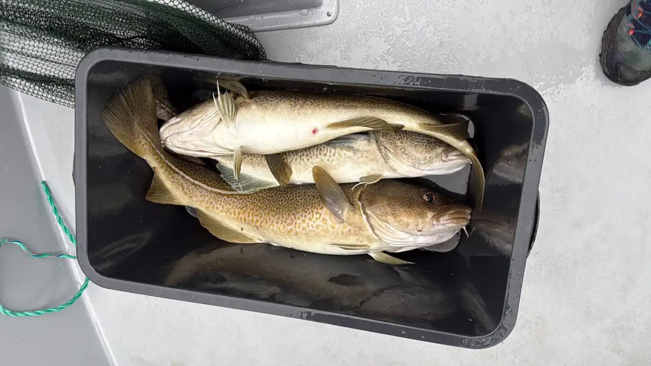 Fishing Adventure with Local Guide