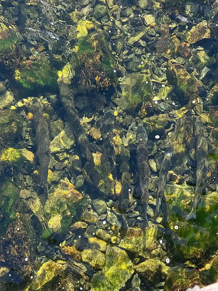 Fishing Adventure with Local Guide