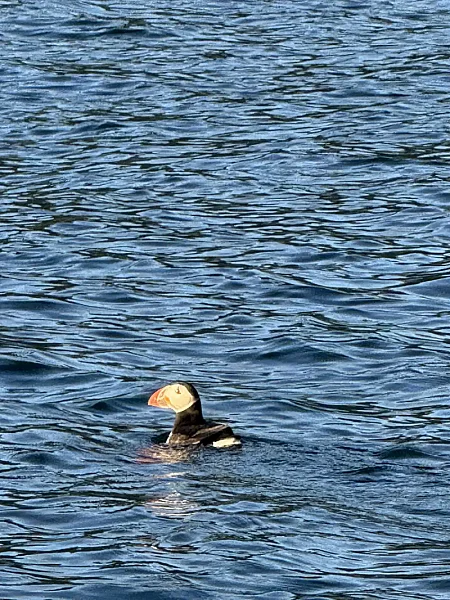 Puffin Watching and Midnight Sun Boat Tour