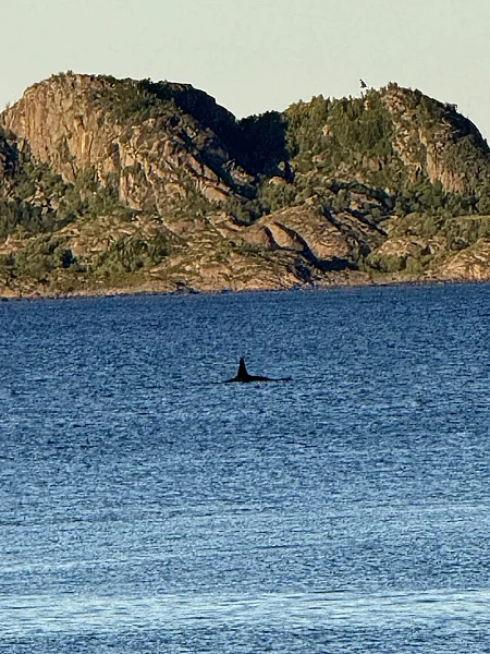 Puffin Watching and Midnight Sun Boat Tour