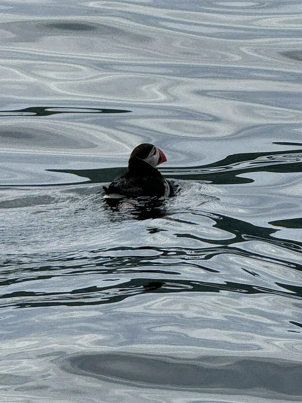 Puffin Watching and Midnight Sun Boat Tour