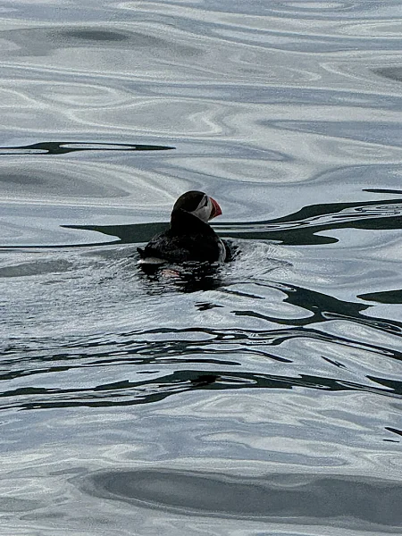Puffin Watching and Midnight Sun Boat Tour