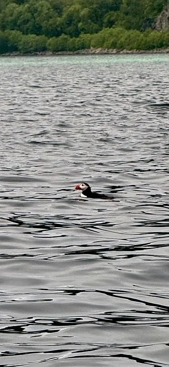 Puffin Watching and Midnight Sun Boat Tour