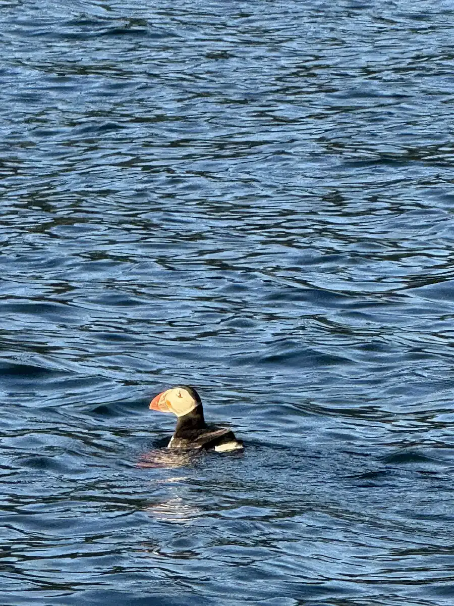 Puffin Watching and Midnight Sun Boat Tour
