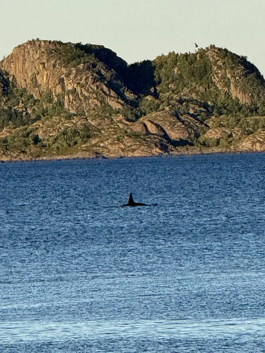 Puffin Watching and Midnight Sun Boat Tour