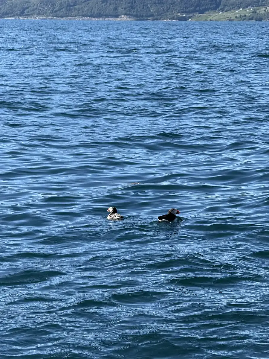 Puffin Watching and Midnight Sun Boat Tour