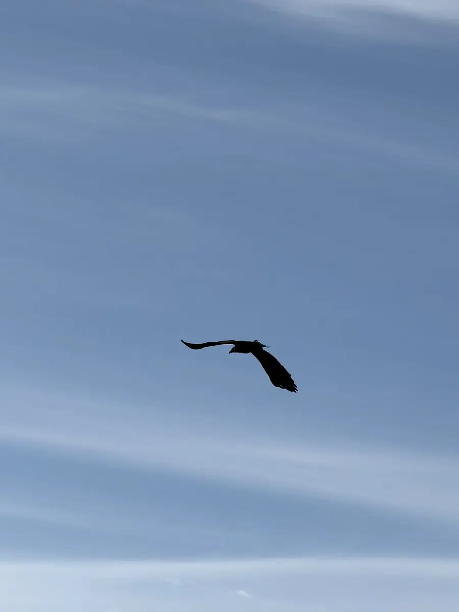 Puffin Watching and Midnight Sun Boat Tour