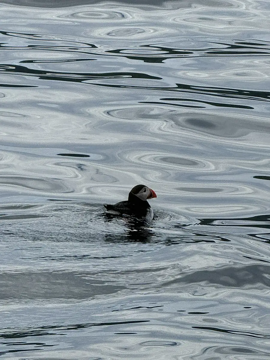 Puffin Watching and Midnight Sun Boat Tour