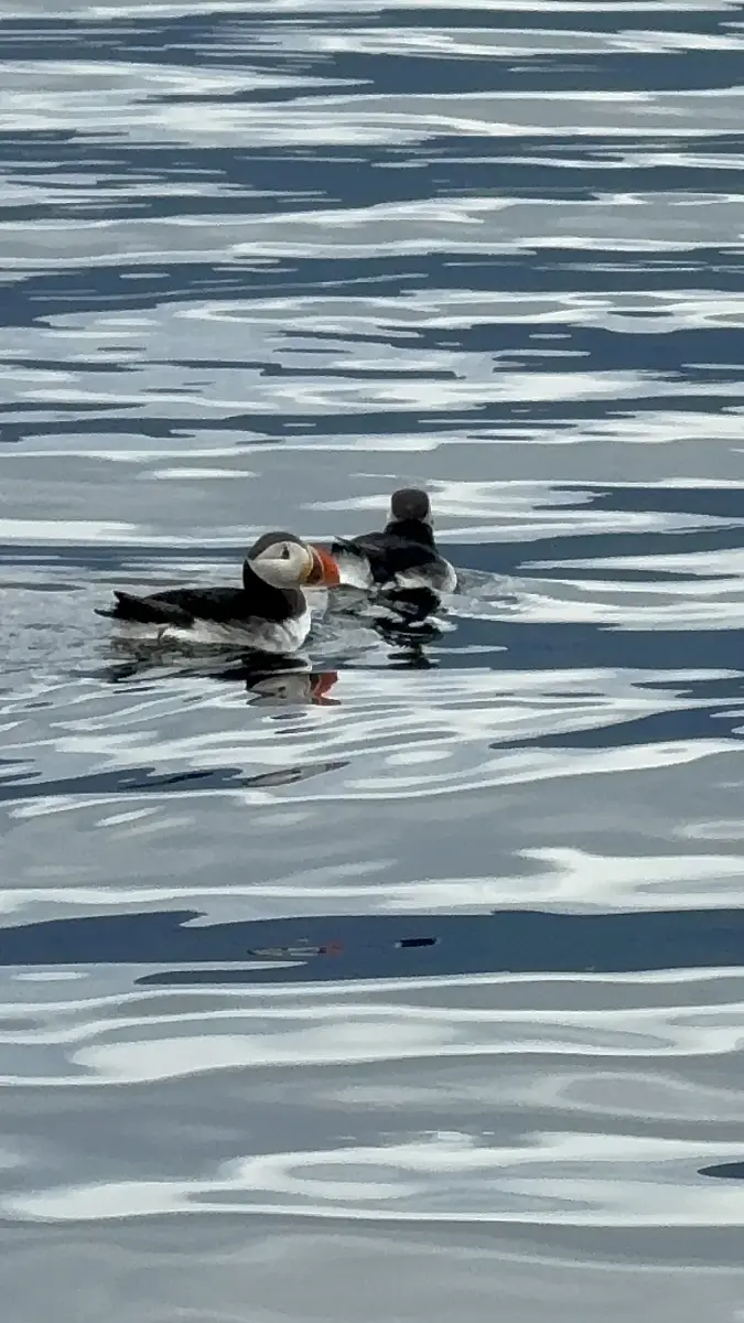 Puffin Watching and Midnight Sun Boat Tour