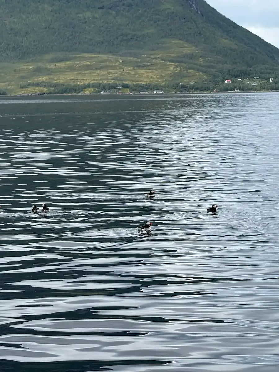Puffin Watching and Midnight Sun Boat Tour