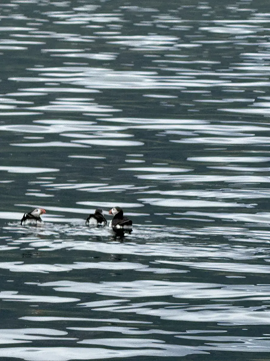 Puffin Watching and Midnight Sun Boat Tour
