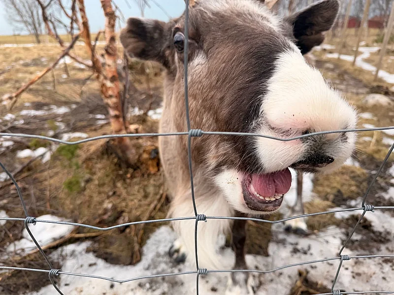 Day tour of Fjords with stop at Sami Reindeer farm