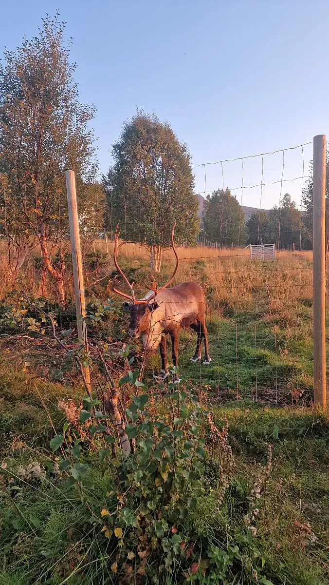 Day tour of Fjords with stop at Sami Reindeer farm