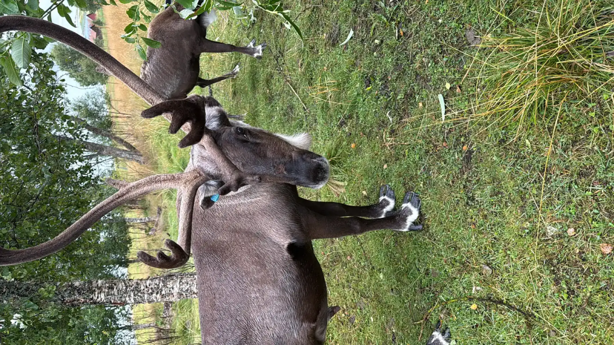 Day tour of Fjords with stop at Sami Reindeer farm