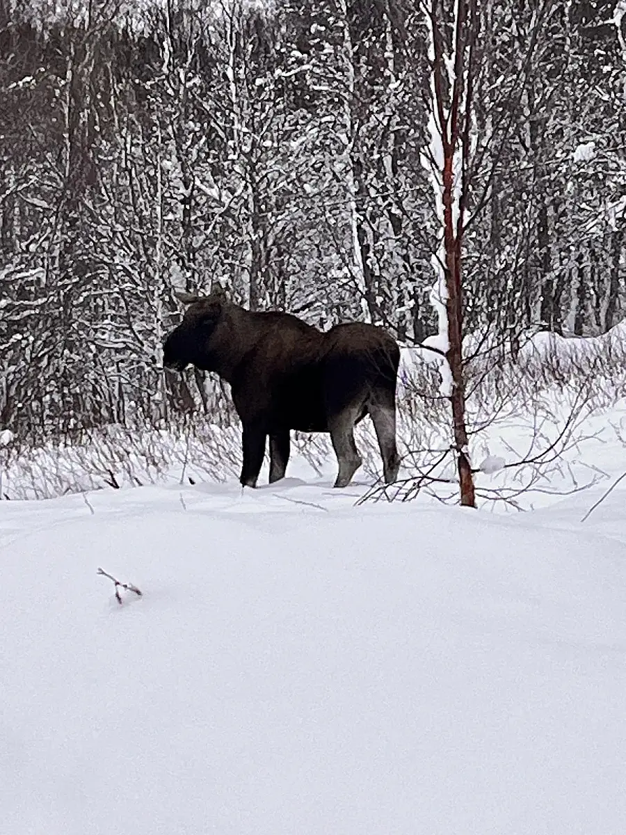 Day tour of Fjords with stop at Sami Reindeer farm