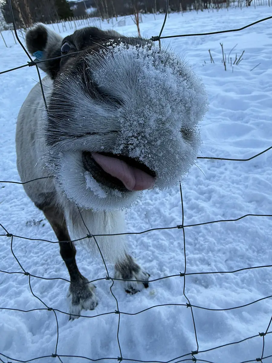 Day tour of Fjords with stop at Sami Reindeer farm