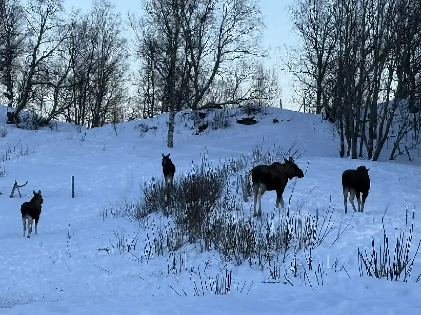 Day tour of Fjords with stop at Sami Reindeer farm