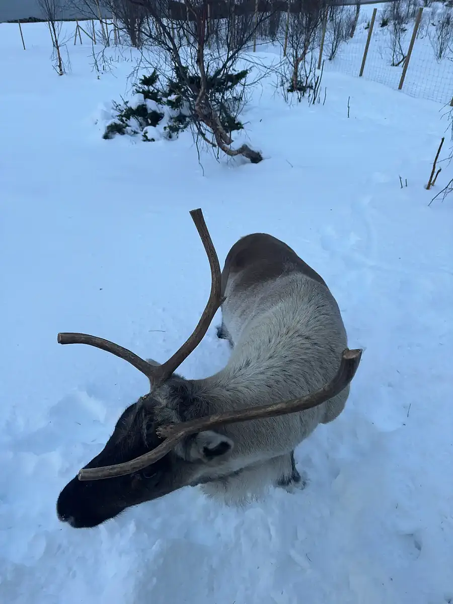 Day tour of Fjords with stop at Sami Reindeer farm