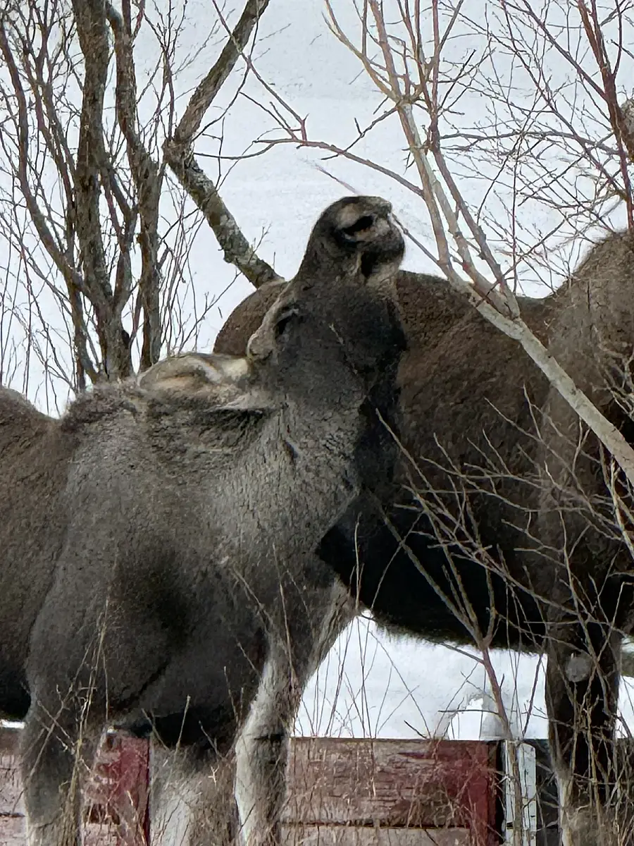 Day tour of Fjords with stop at Sami Reindeer farm