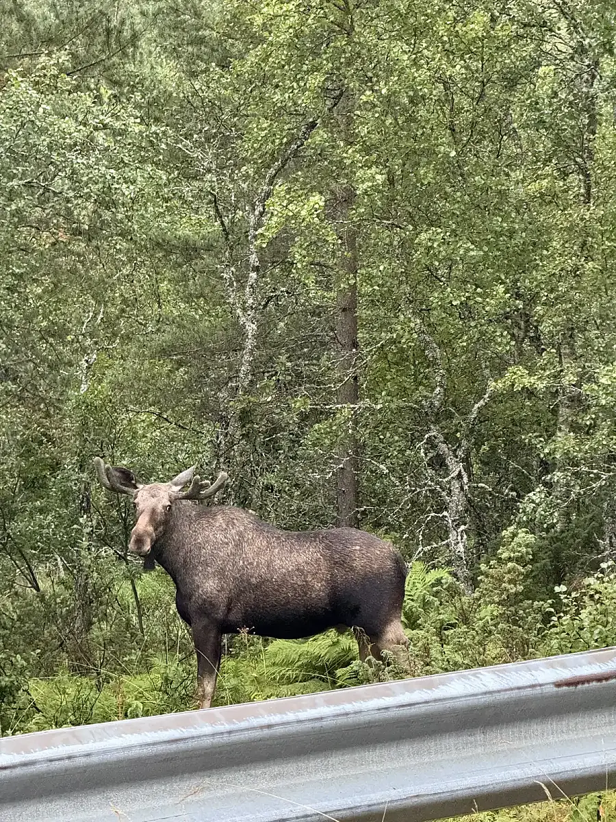 Day tour of Fjords with stop at Sami Reindeer farm
