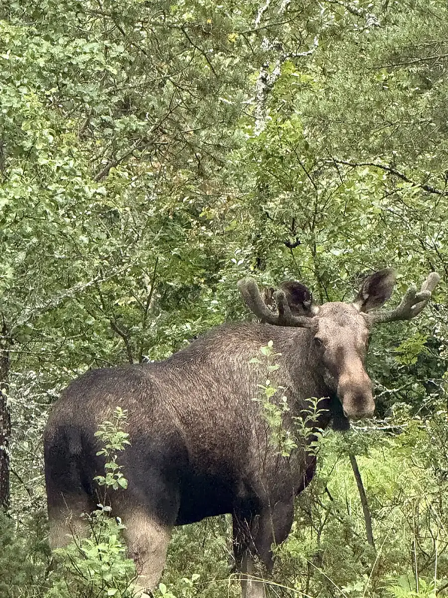 Day tour of Fjords with stop at Sami Reindeer farm