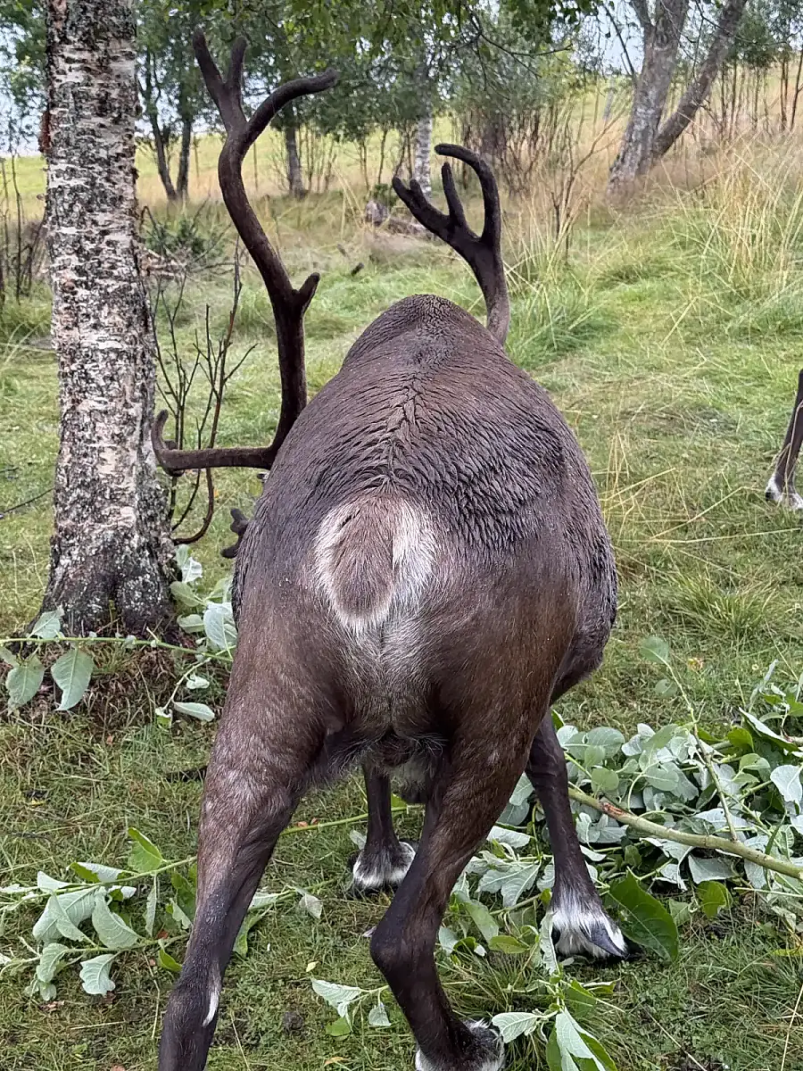 Day tour of Fjords with stop at Sami Reindeer farm