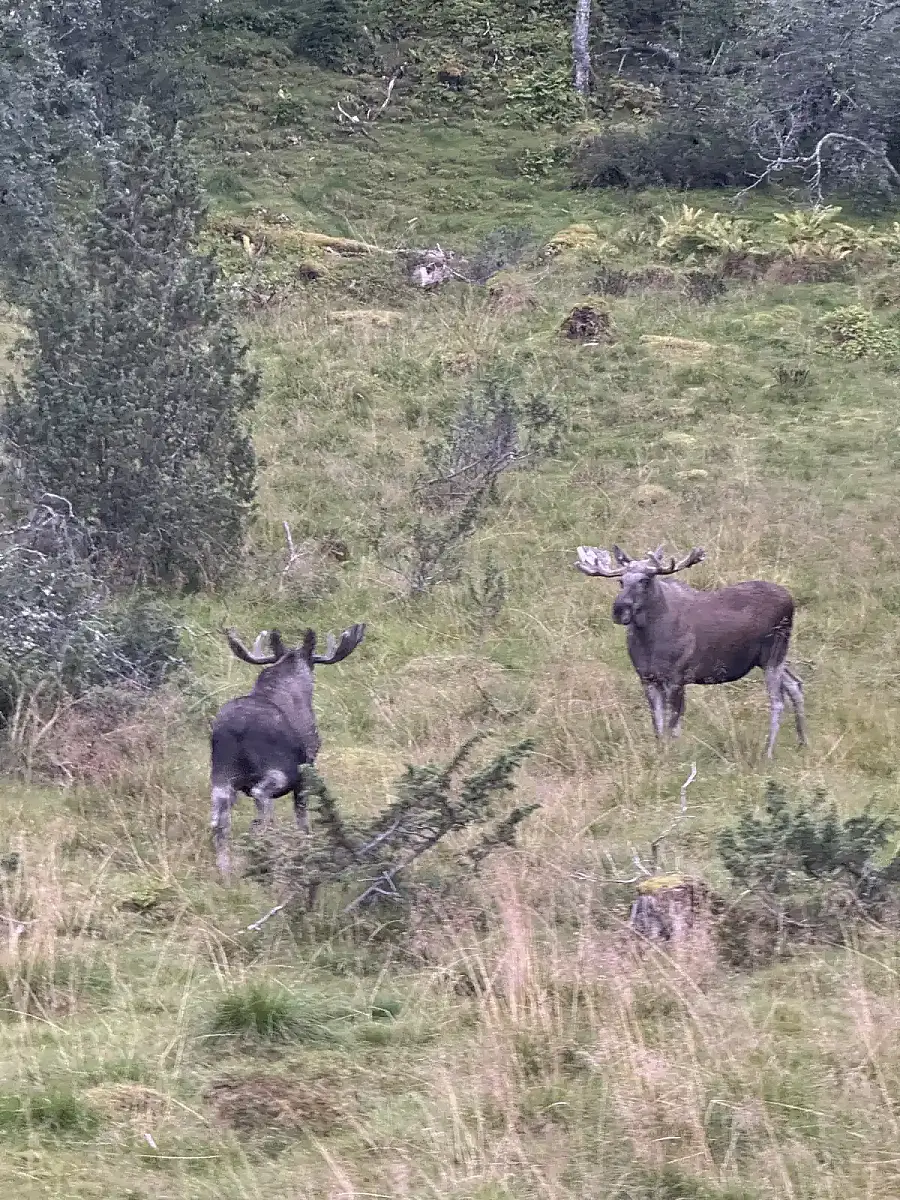 Day tour of Fjords with stop at Sami Reindeer farm