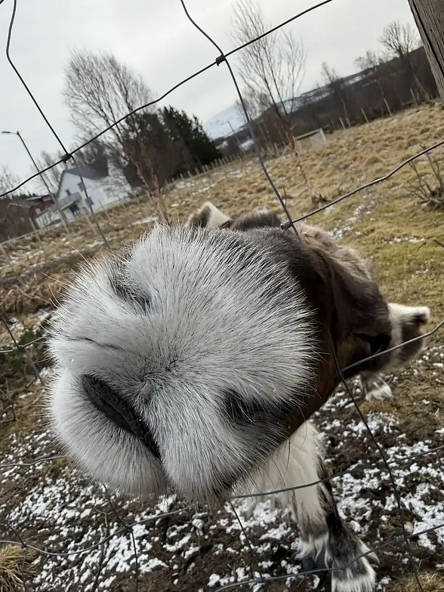 Day tour of Fjords with stop at Sami Reindeer farm