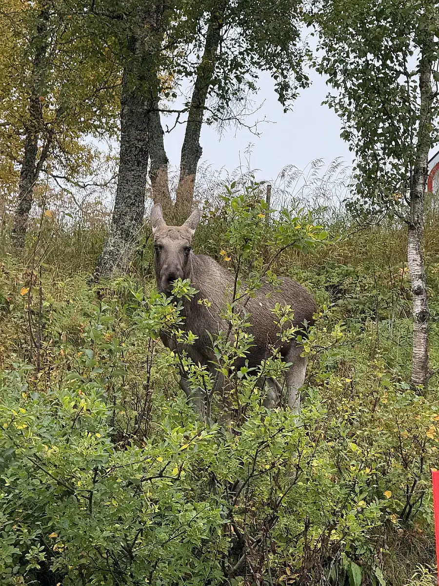 Day tour of Fjords with stop at Sami Reindeer farm