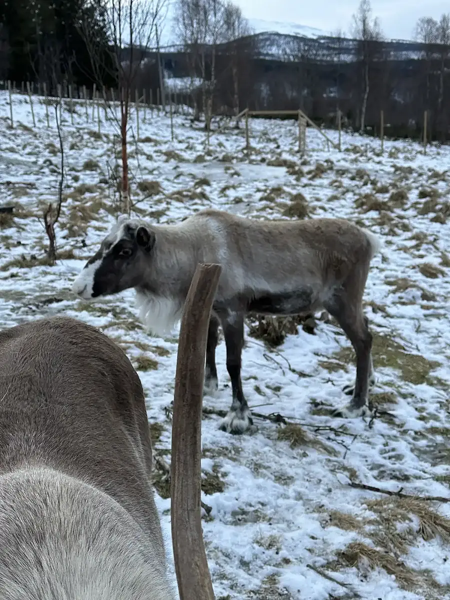 Day tour of Fjords with stop at Sami Reindeer farm