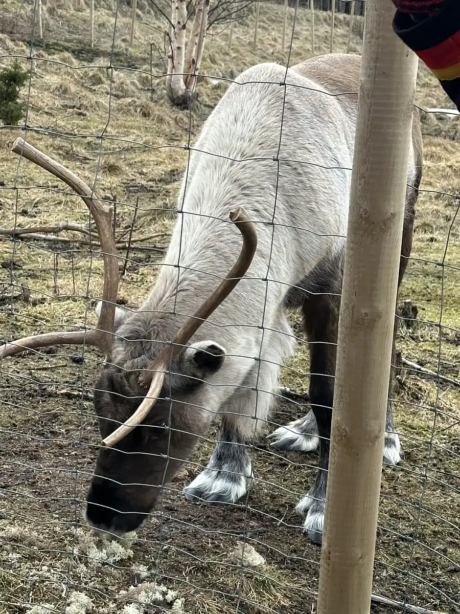 Day tour of Fjords with stop at Sami Reindeer farm