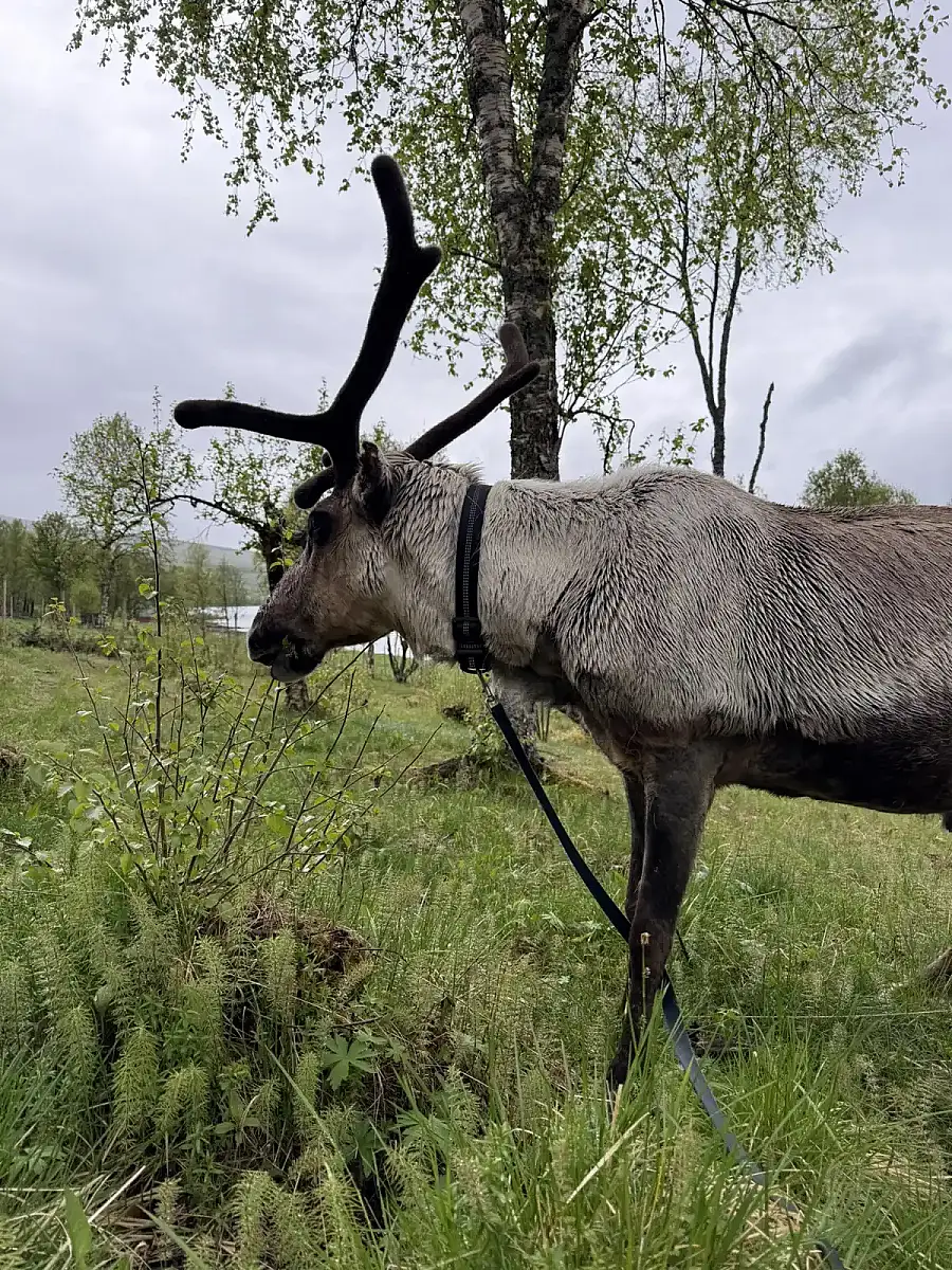 Day tour of Fjords with stop at Sami Reindeer farm