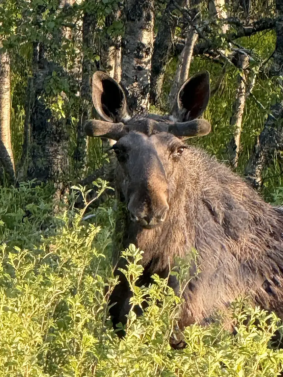 Day tour of Fjords with stop at Sami Reindeer farm