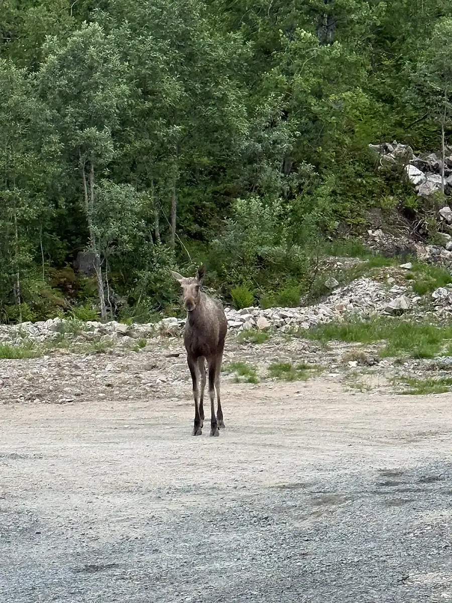 Day tour of Fjords with stop at Sami Reindeer farm