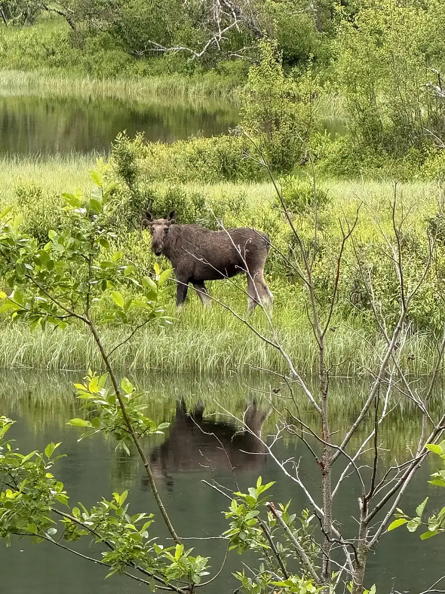 Day tour of Fjords with stop at Sami Reindeer farm