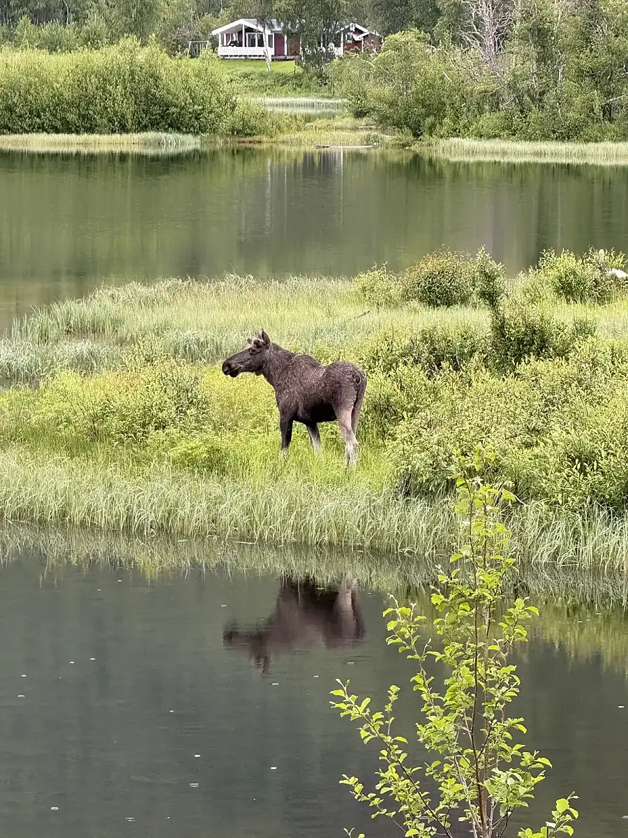 Day tour of Fjords with stop at Sami Reindeer farm